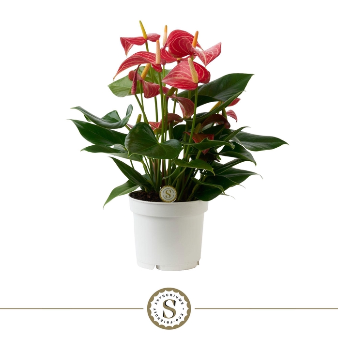 <h4>Anthurium Livium Micra Red 12cm</h4>