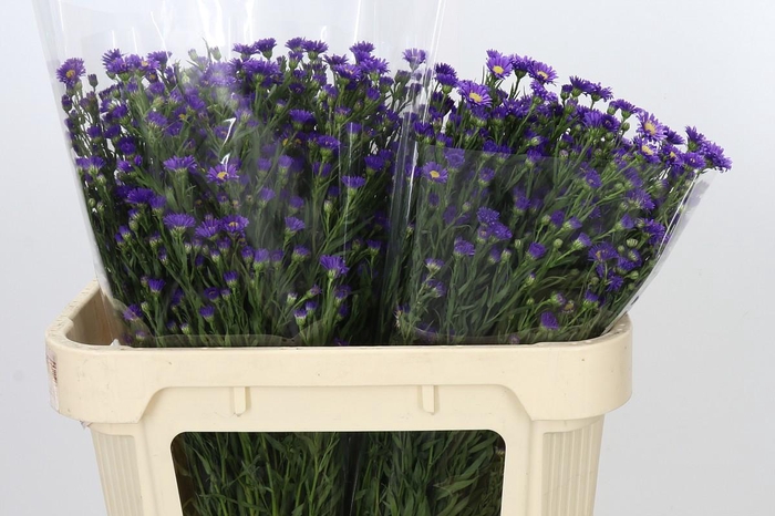 <h4>Aster Casamare</h4>