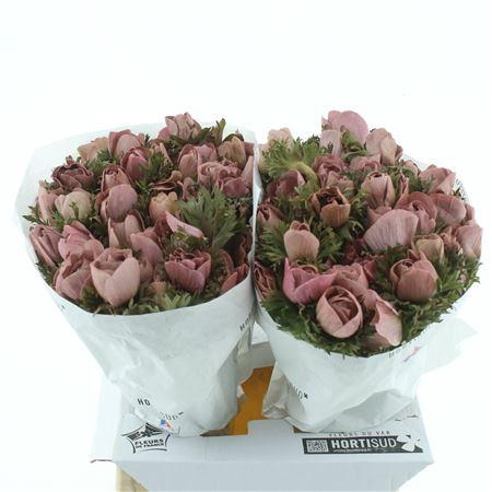 <h4>Anemone Powder Red</h4>