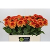 Dahlia American Sunset