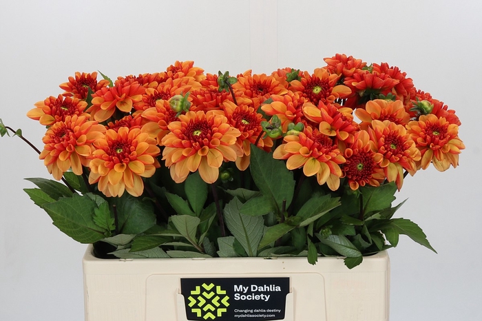 <h4>Dahlia American Sunset</h4>