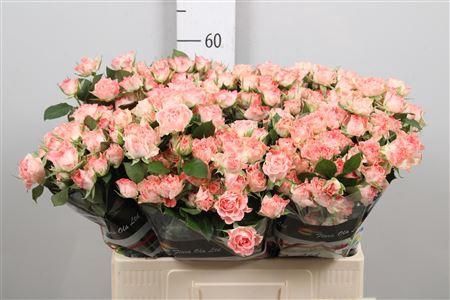 <h4>R Tr Fair Flow</h4>