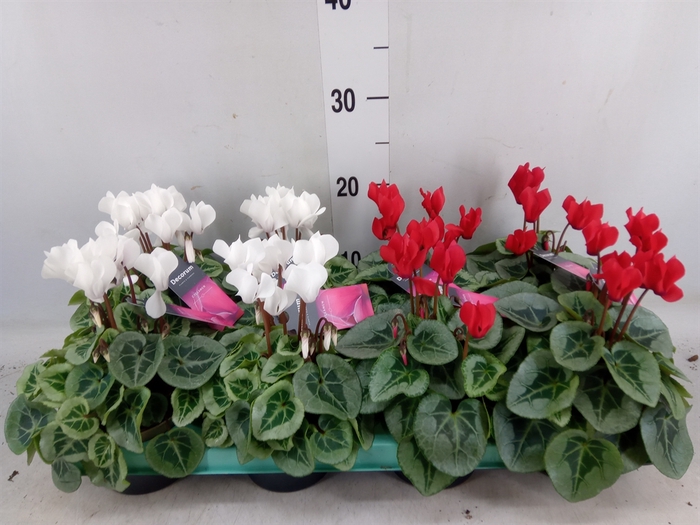 <h4>Cyclamen KL 'Picasso'</h4>