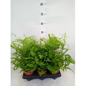 Pteris cretica 'Roeweri'