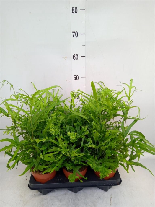 <h4>Pteris cretica 'Roeweri'</h4>