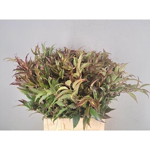 Leucothoe Rainbow Groen