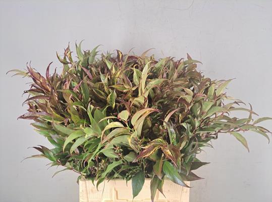 <h4>Leucothoe Rainbow Groen</h4>