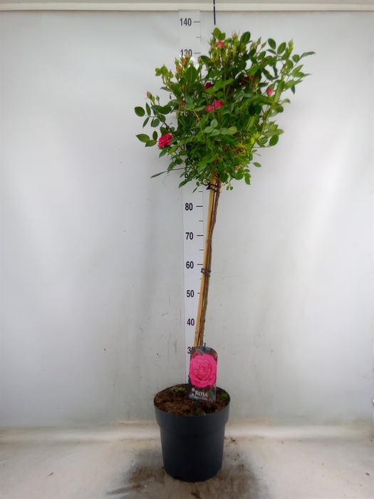 <h4>Rosa ST  ...</h4>