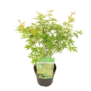 Acer palm. 'Butterfly'