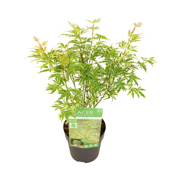 <h4>Acer palm. 'Butterfly'</h4>