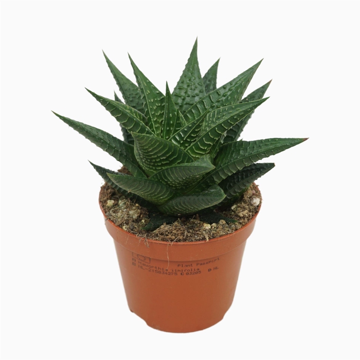 <h4>Haworthia limifolia</h4>