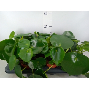 Peperomia polybotrya 'Raindrop'
