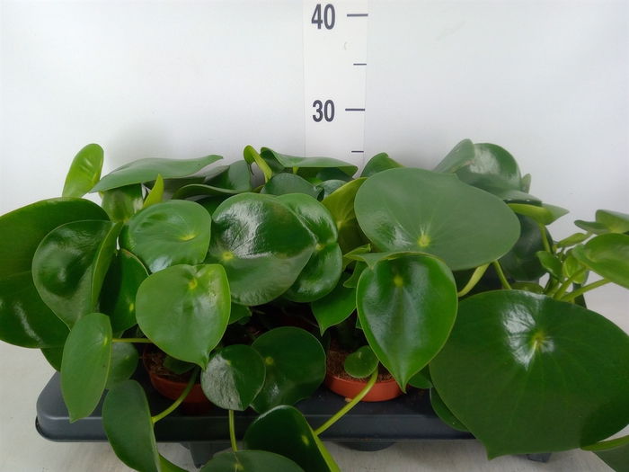 <h4>Peperomia polybotrya 'Raindrop'</h4>