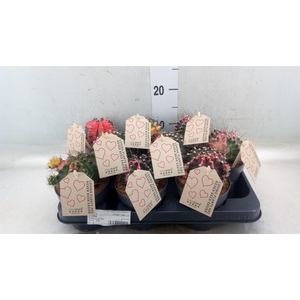 Gymnocalycium mihanov.   ...