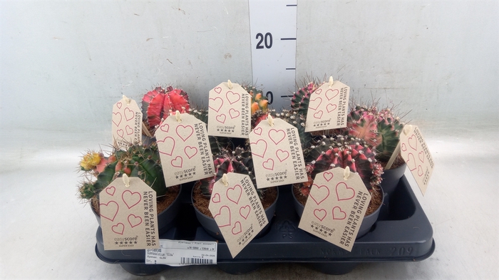 <h4>Gymnocalycium mihanov.   ...</h4>