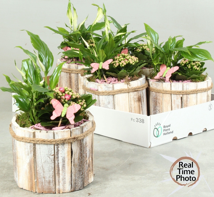 <h4>ARR KAMERPL</h4>