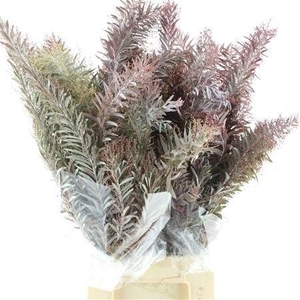 ACACIA GR DECURRENS