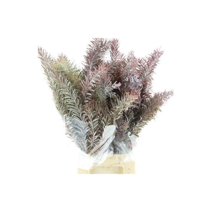 <h4>Acacia Gr Decurrens</h4>