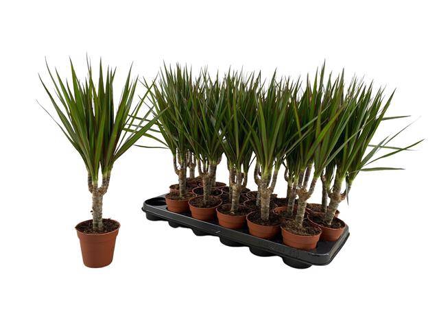 <h4>Dracaena marginata</h4>