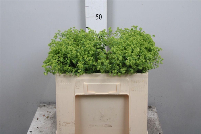 <h4>Alchem M Robustica</h4>