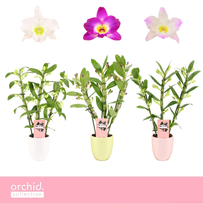 <h4>Dendrobium Nobilé, Mix 3-spike Compact in Lotte 'Orchid Collection'</h4>