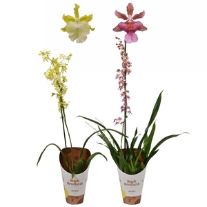 Oncidium mix 1 tak 12 cm