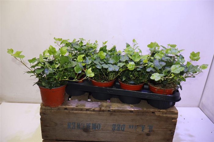 <h4>arr8 Hed He Wonder</h4>