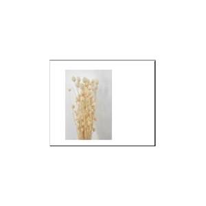 DB Eryngium 75cm Bs50g Bleach