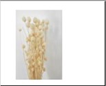 <h4>DB Eryngium 75cm Bs50g Bleach</h4>