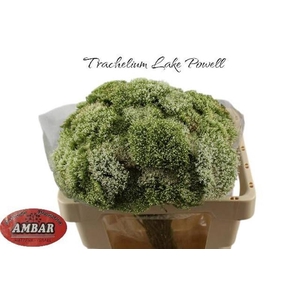 Trachelium White Lake Powel Ambar Uzi