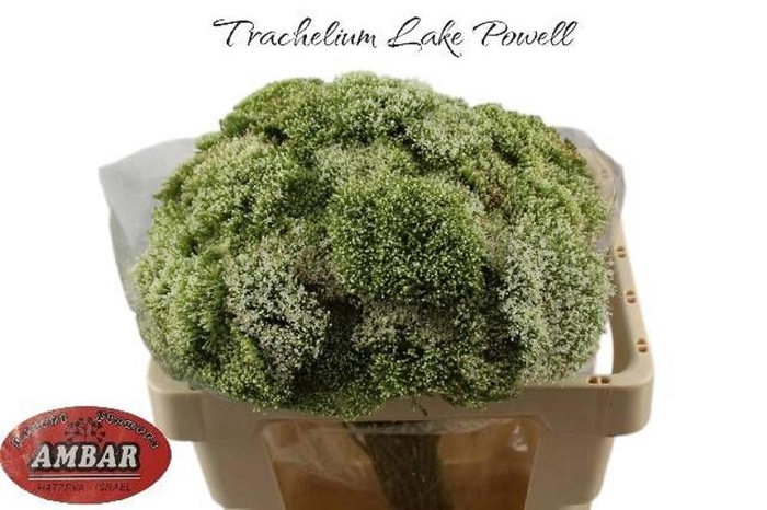 <h4>Trachelium White Lake Powel Ambar Uzi</h4>