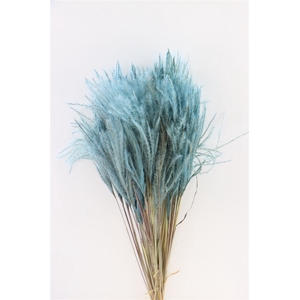 Dried Stipa Feather L. Blue P. Stem