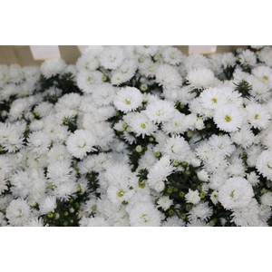ASTER MARIANA 040 CM