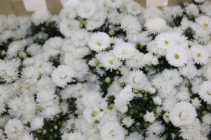 <h4>ASTER MARIANA 040 CM</h4>