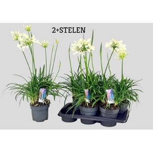 AGAPA PITCHOUN WHITE