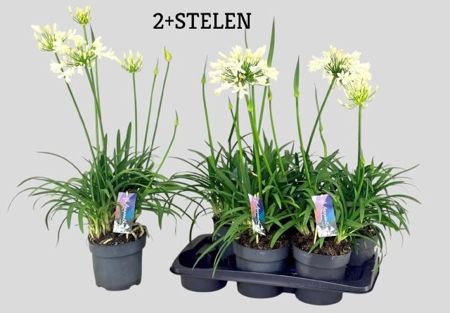 <h4>AGAPA PITCHOUN WHITE</h4>