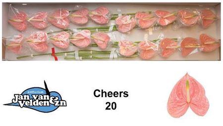 <h4>Anth A Cheers X20</h4>