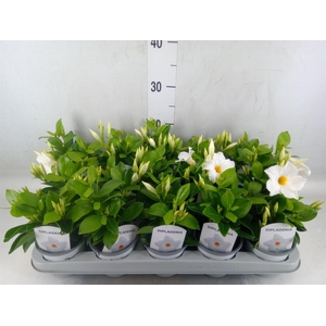 Mandevilla sand. 'Rio White'