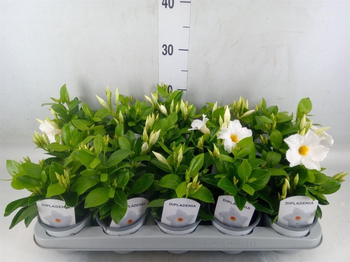 <h4>Mandevilla sand. 'Rio White'</h4>