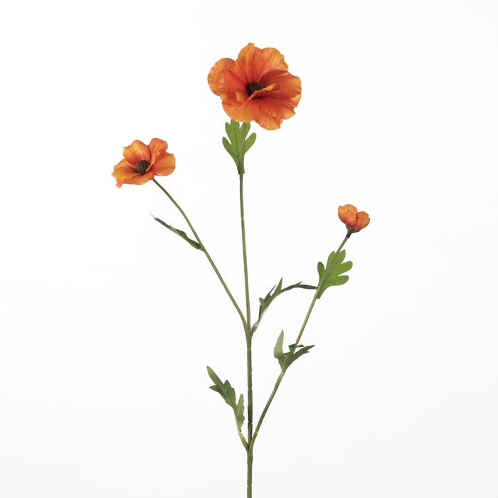 AF Ranunculus Bu L58cm Orange