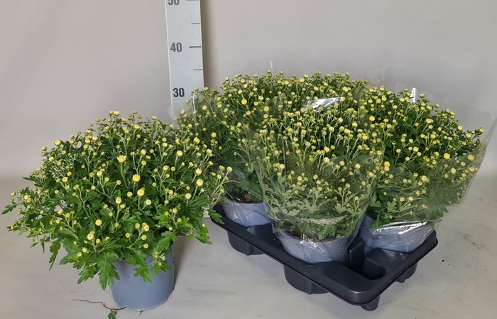 <h4>CHRYS GARDEN MUMS GM</h4>