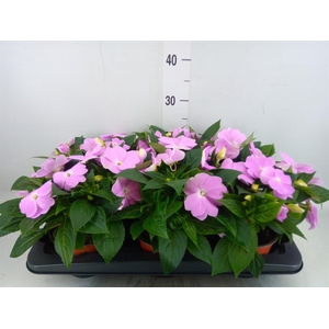 Impatiens NG 'ColPow Lavender'