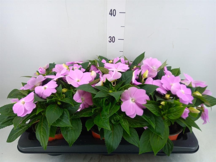 <h4>Impatiens NG 'ColPow Lavender'</h4>