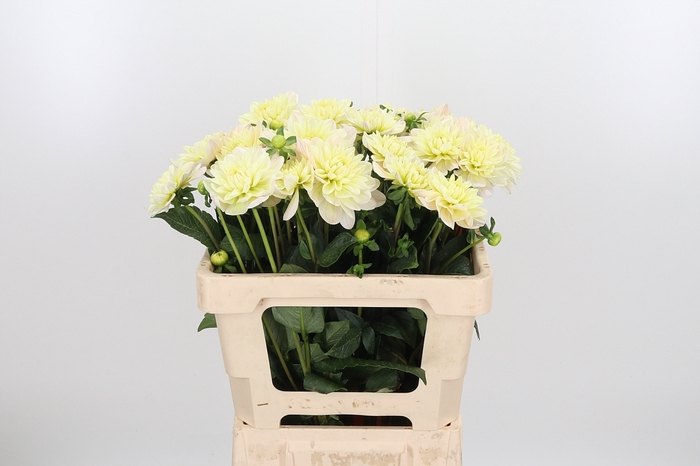 <h4>Dahlia Diana's Memory</h4>