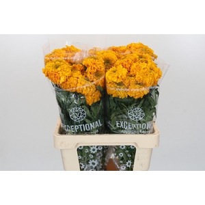 Tagetes Marigold Promise Orange