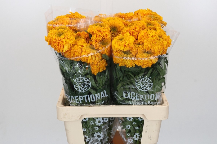 <h4>Tagetes Marigold Promise Orange</h4>
