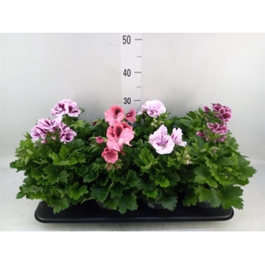 Pelargonium gran.   ..mix