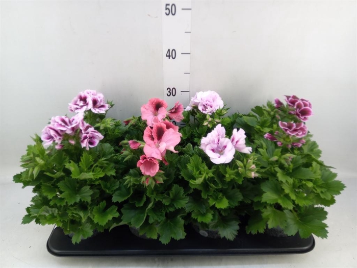 <h4>Pelargonium gran.   ..mix</h4>