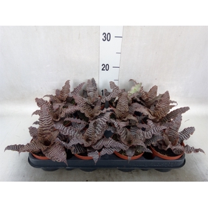 Cryptanthus zonatus