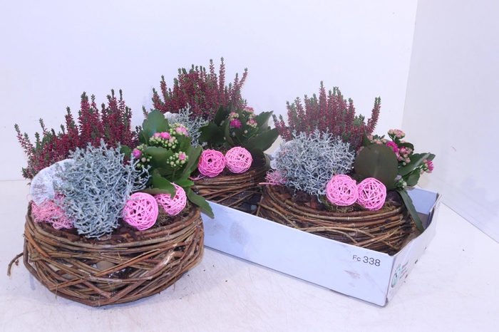 <h4>ARR TUINPLANTEN</h4>